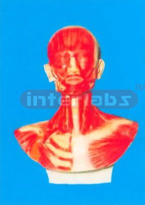 HEAD, FACEANDNECK SECTION MODEL WITH MUSCULATURE AND BLOOD VESSELS DISTRIBUTION OUTSIDE NECK.